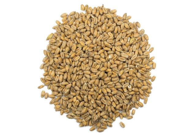 Viking Wheat (EBC 3-5,5) 25kg sekk