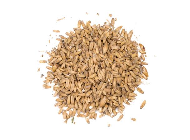 Oat (EBC 3-6,5)
