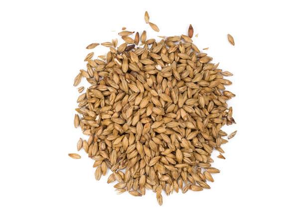 Eraclea Pilsner Malt (EBC 2-4)