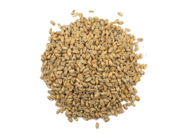 Viking Wheat (EBC 3-5,5)